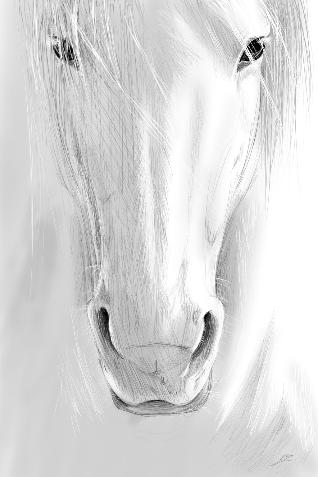 Tête de cheval blanc de face en hachures grises, yeux et naseaux noirs, fond blanc.