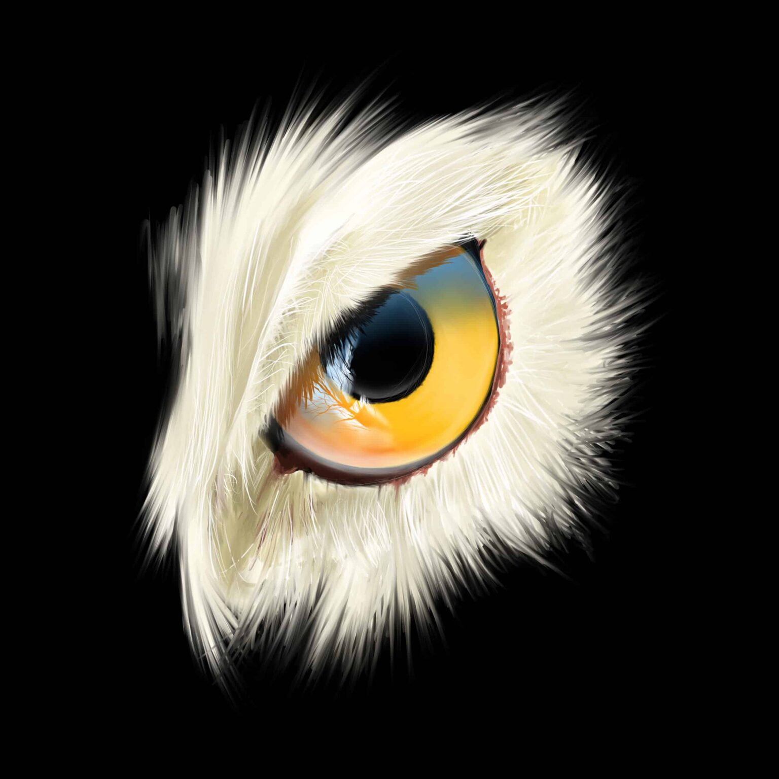 Œil de chouette blanche, iris jaune et orange, pupille ronde, plumes duveteuses, fond noir.