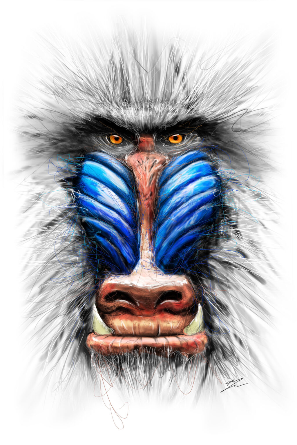 Mandrill de face, museau bleu strié, nez rouge, yeux orange, crocs visibles, crinière grise, fond blanc.